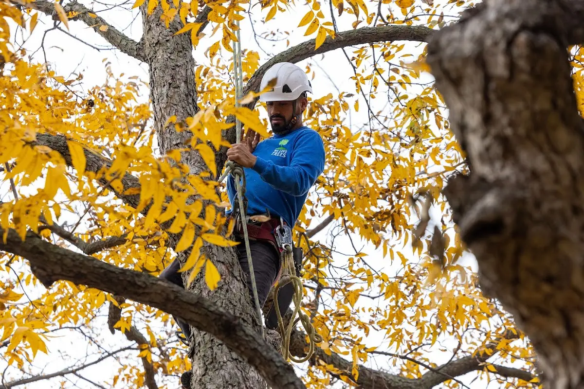 Skilled Emergency Tree Service crew working in Richland